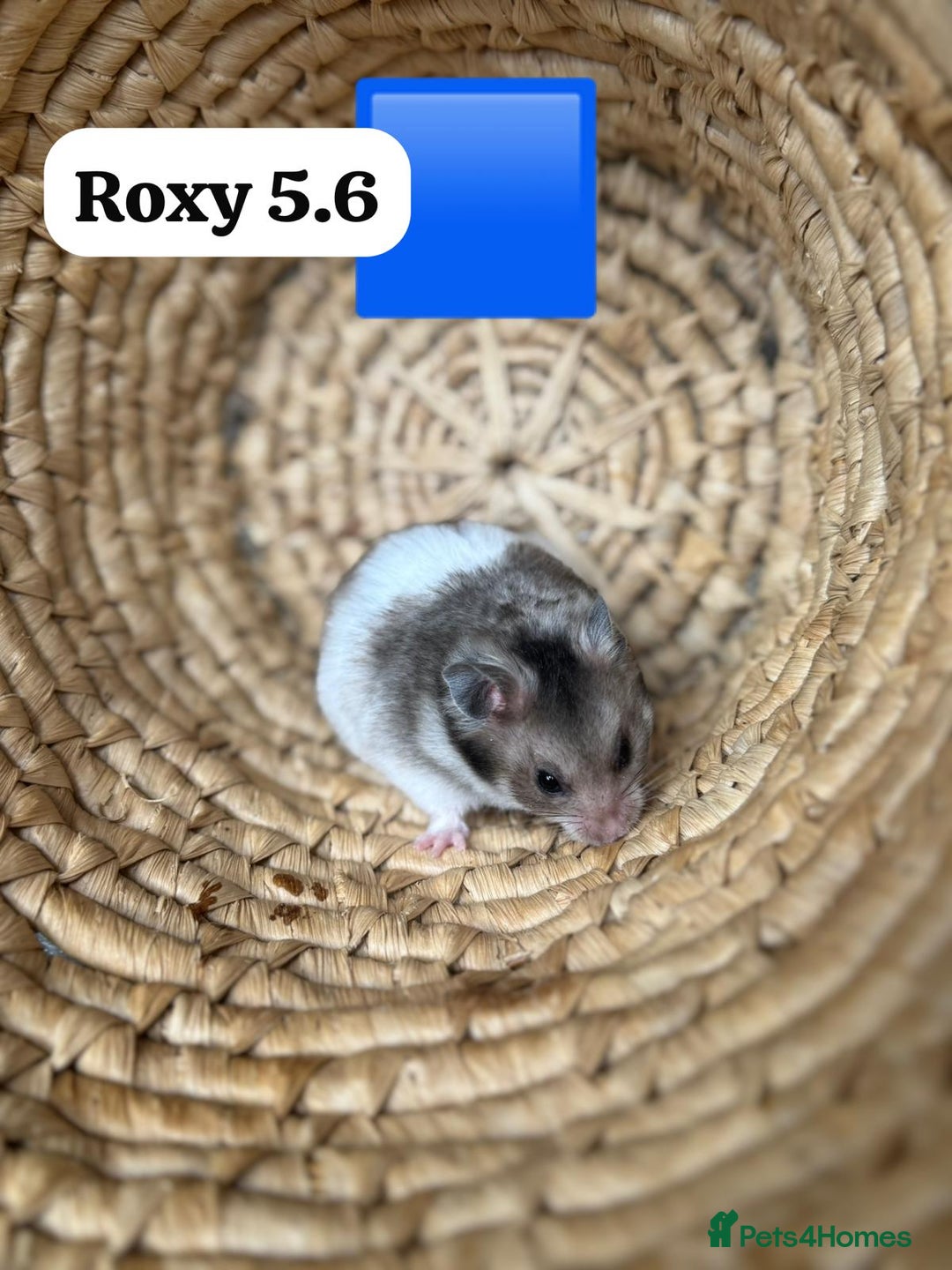 Hamster rodents for sale: Beautiful baby hamsters. Syrian and Russian Dwarf - Image 6