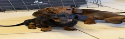 Dachshund dogs for sale: Dachshund ( miniature smooth haired )  - Advert 5