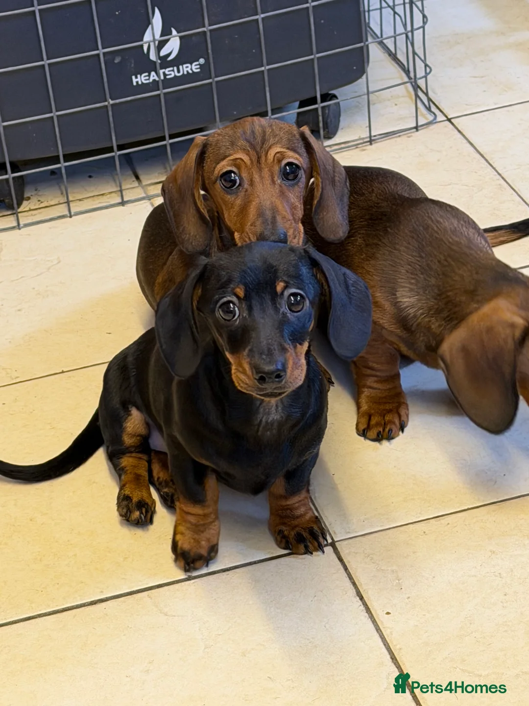 Dachshund dogs for sale: Dachshund ( miniature smooth haired )  - Advert 5