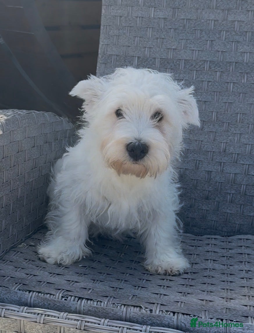 West Highland Terrier dogs Beautiful westie male available  - Advert 2