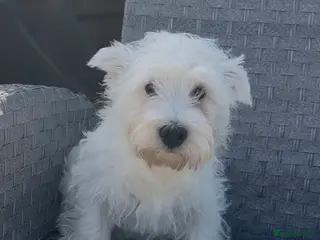 West Highland Terrier dogs Beautiful westie male available - Advert 12