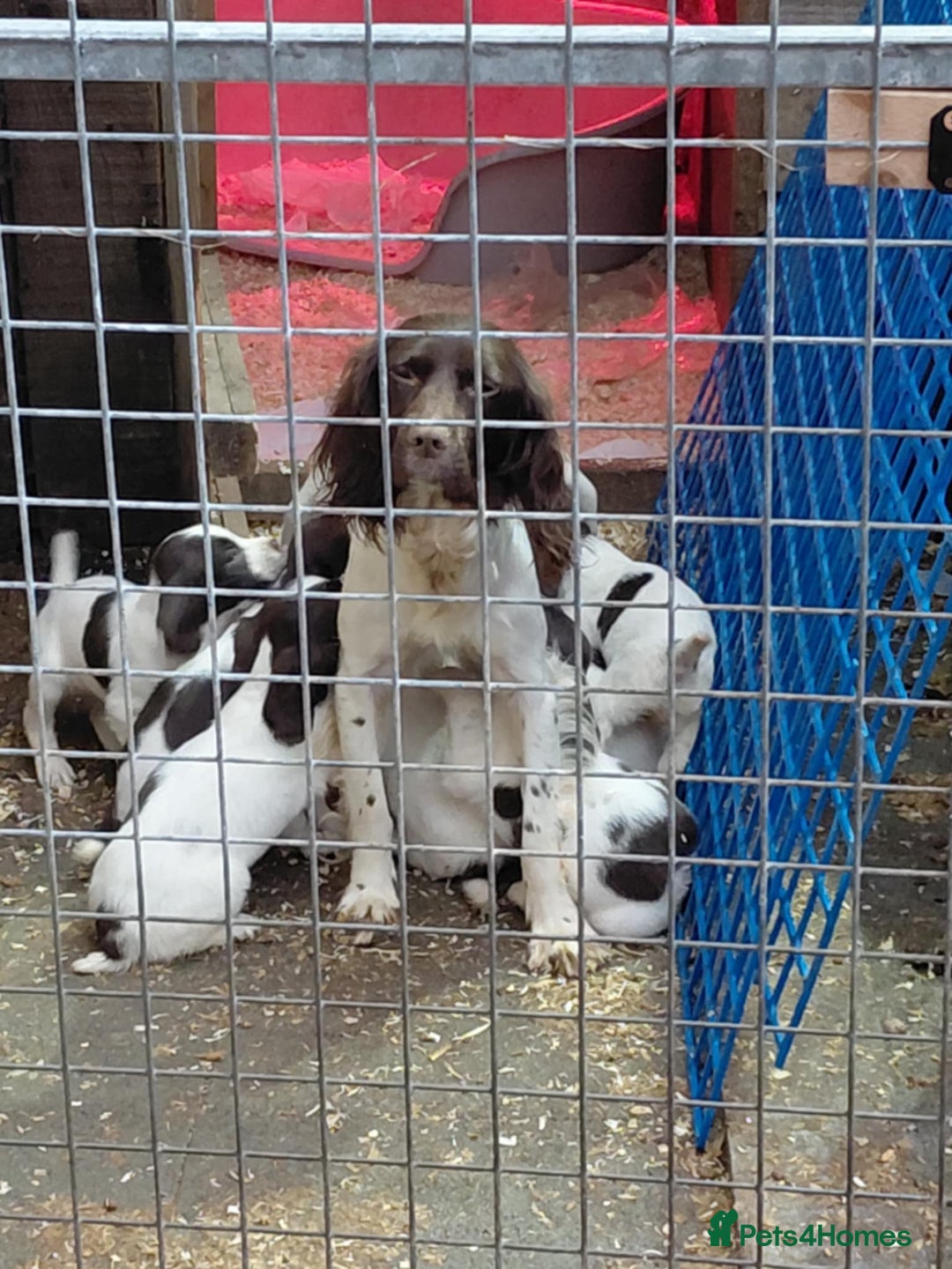 Cocker Spaniel dogs for sale: 3 little babies looking for forever homes  - Advert 1