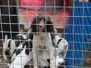 Cocker Spaniel dogs 3 little babies looking for forever homes - Advert 2