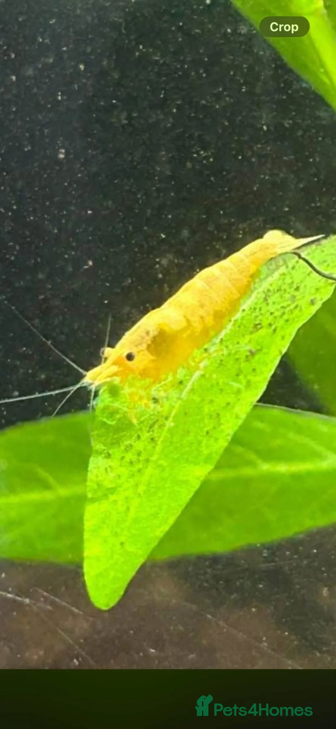 Shrimps fish for sale: Neocaridina shrimp  - Advert 2