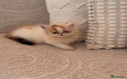 Persian cats for sale: Persian kittens ready now  - Image 7