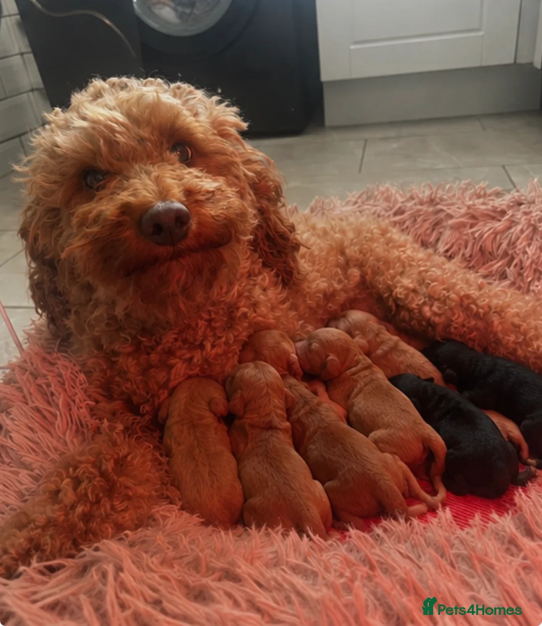 Poodle dogs for sale: Beautiful Toy poodles 🥰  carrying Chocolate - Advert 4