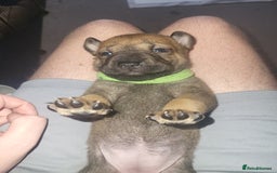 Mixed Breed dogs for sale: Belgian Malinois X Shar-pei puppies  - Image 6