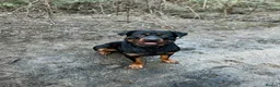 Rottweiler dogs for stud: Rottweiler for stud  - Advert 4