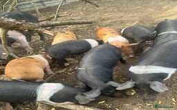 Pig livestock for sale: Saddleback x Tamworth piglets  - Image 6
