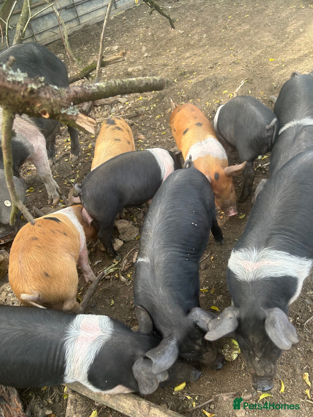 Pig livestock for sale: Saddleback x Tamworth piglets  - Image 6