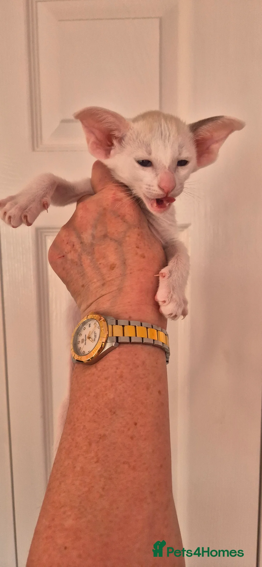 Oriental cats for sale: 2 Beautiful Oriental Shorthair Girls  - Advert 2
