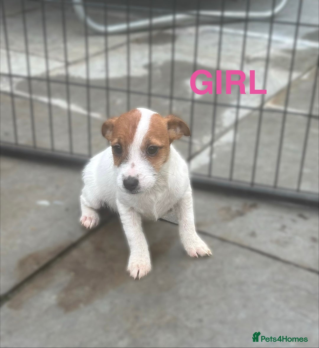 Jack Russell dogs for sale: Jack Russels  - Advert 3