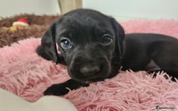 Staffordshire Bull Terrier dogs for sale: Staffie x Cockapoo puppies - Image 12