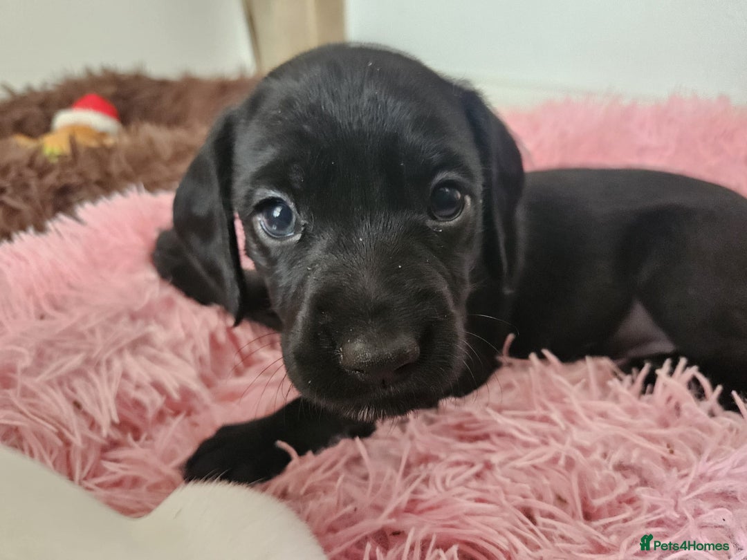 Staffordshire Bull Terrier dogs for sale: Staffie x Cockapoo puppies - Image 12