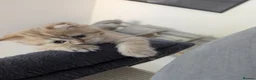 British Shorthair cats for sale: Two adorable little kittens 😍 - Advert 8