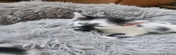 Mixed Breed cats for sale: Beautiful kittens  - Advert 8