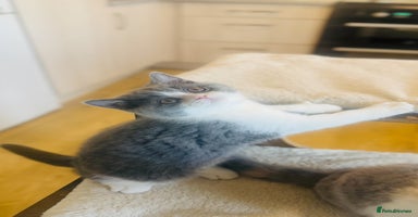 British Shorthair cats BSH LAST BOY - GCCF REG - READY IN 2 WEEKS - Advert 11