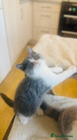 British Shorthair cats BSH LAST BOY - GCCF REG - READY IN 2 WEEKS - Advert 8