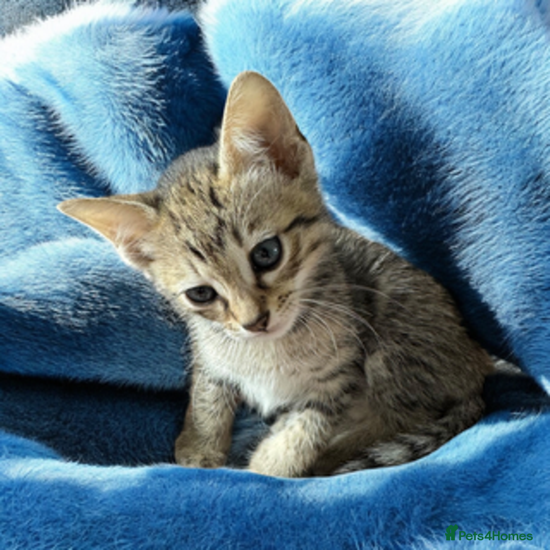 Oriental cats for sale: One Oriental Boy Left Looking for his forever home - Image 10