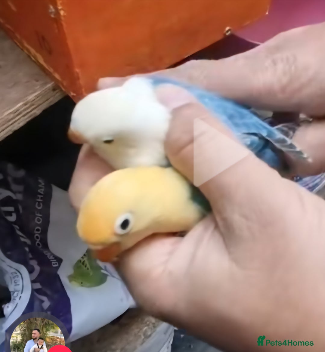 Lovebirds birds for sale: AQUA B1 OPALINE  ficshers  - Advert 5