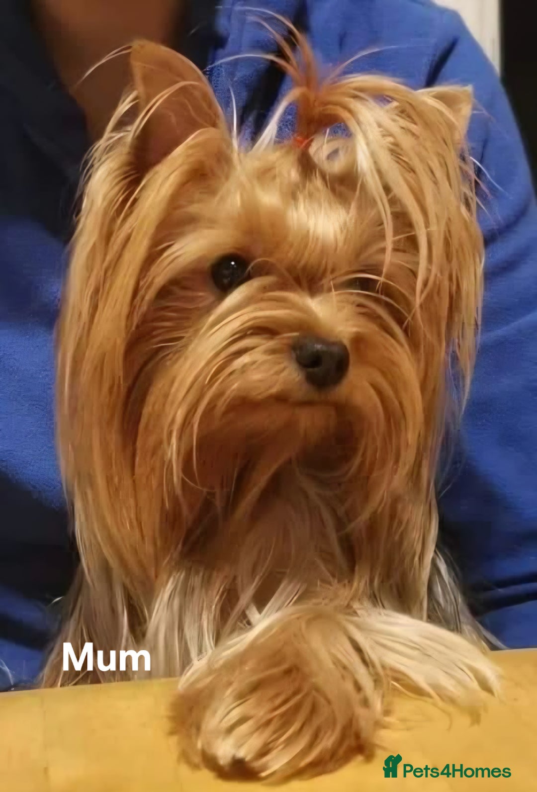Yorkshire Terrier dogs for sale: KC registered Sweet Yorkshire terier puppies!!! - Image 7