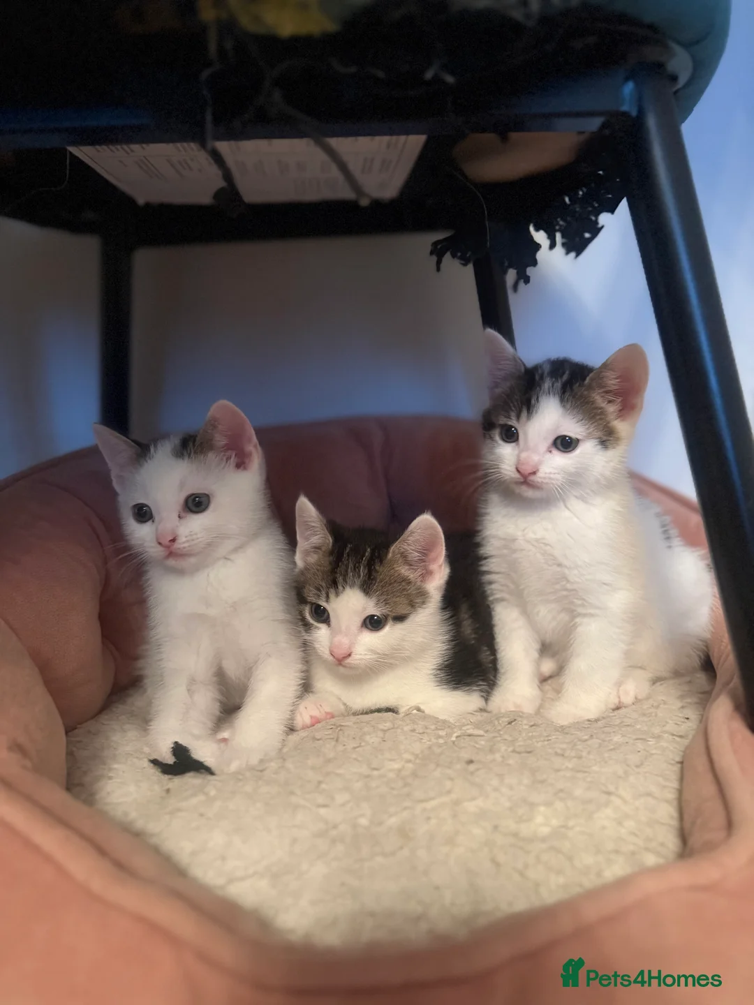 Domestic Shorthair cats for sale: Short Haired Kittens 2 Males & 1 Female Vaccinated - Advert 10
