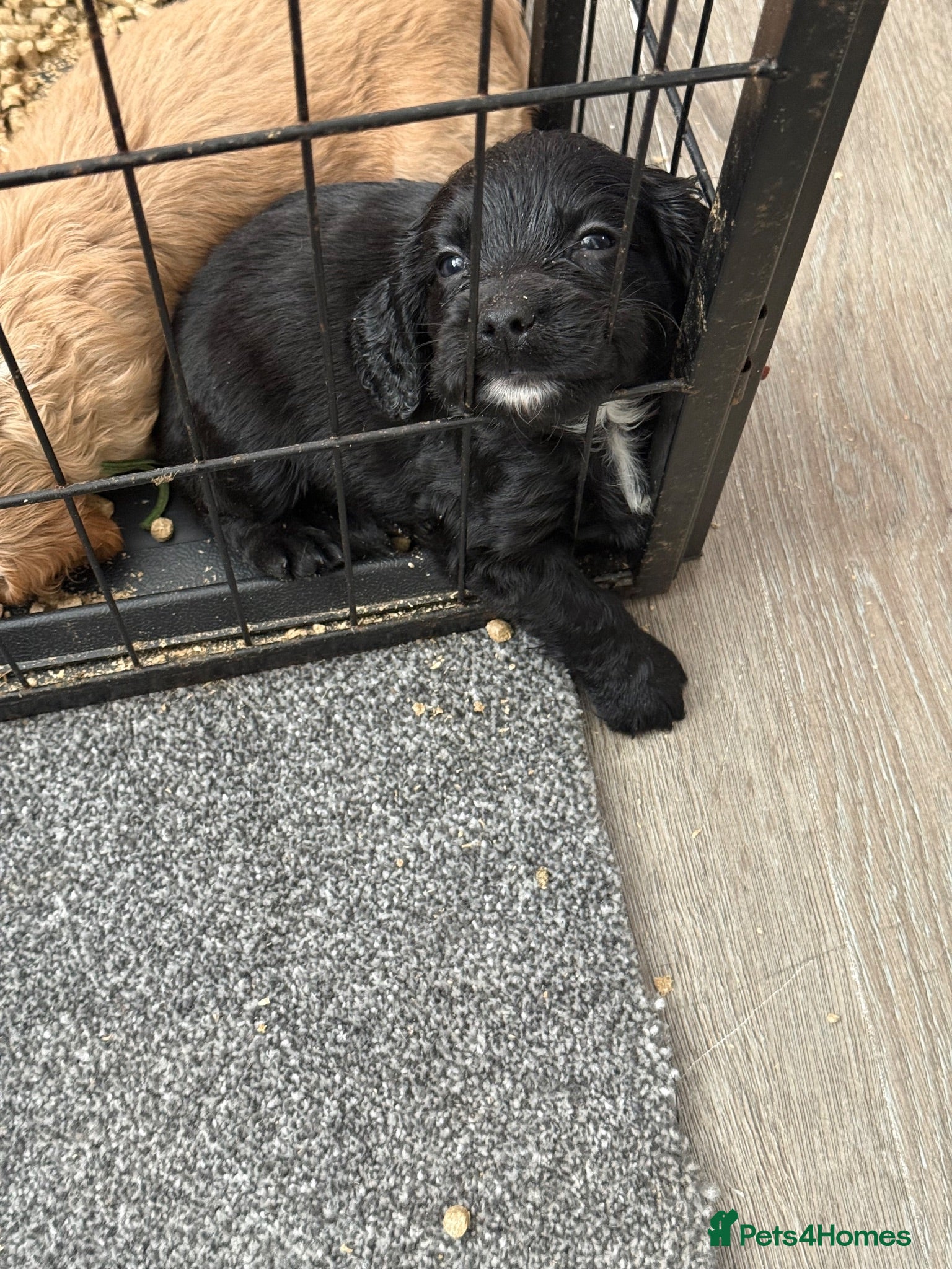 Cocker Spaniel dogs Cocker spaniels  - Advert 2