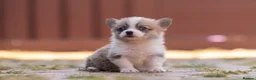 Welsh Corgi Pembroke dogs for sale: Show quality Pembrokeshire corgi READY NOW!!! - Advert 16