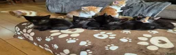 Mixed Breed cats for sale: Adorable kittens looking for forever homes 🏡  - Advert 3