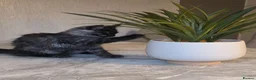 Maine Coon cats for sale: 🩷 Maine coon smokey black girls 🩷 - Advert 5