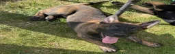 German Shepherd dogs for sale: STUNNING, Chunky Dutch Herder x GSD Puppies - Advert 18