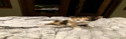 Mixed Breed cats for sale: KITTENS! Batch of Cuties for sale in Basinsgtoke - Advert 6