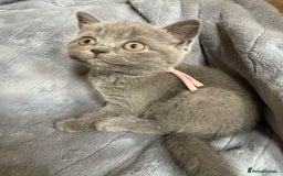 British Shorthair cats for sale: Beautiful British short haired /British long hair  - Image 11
