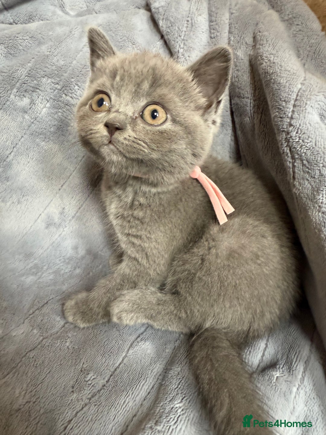 British Shorthair cats for sale: Beautiful British short haired /British long hair  - Image 11
