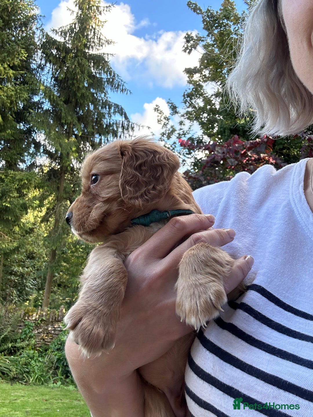 Cocker Spaniel dogs for sale: Upcoming Litter: KC Working Cocker Puppies - Image 34