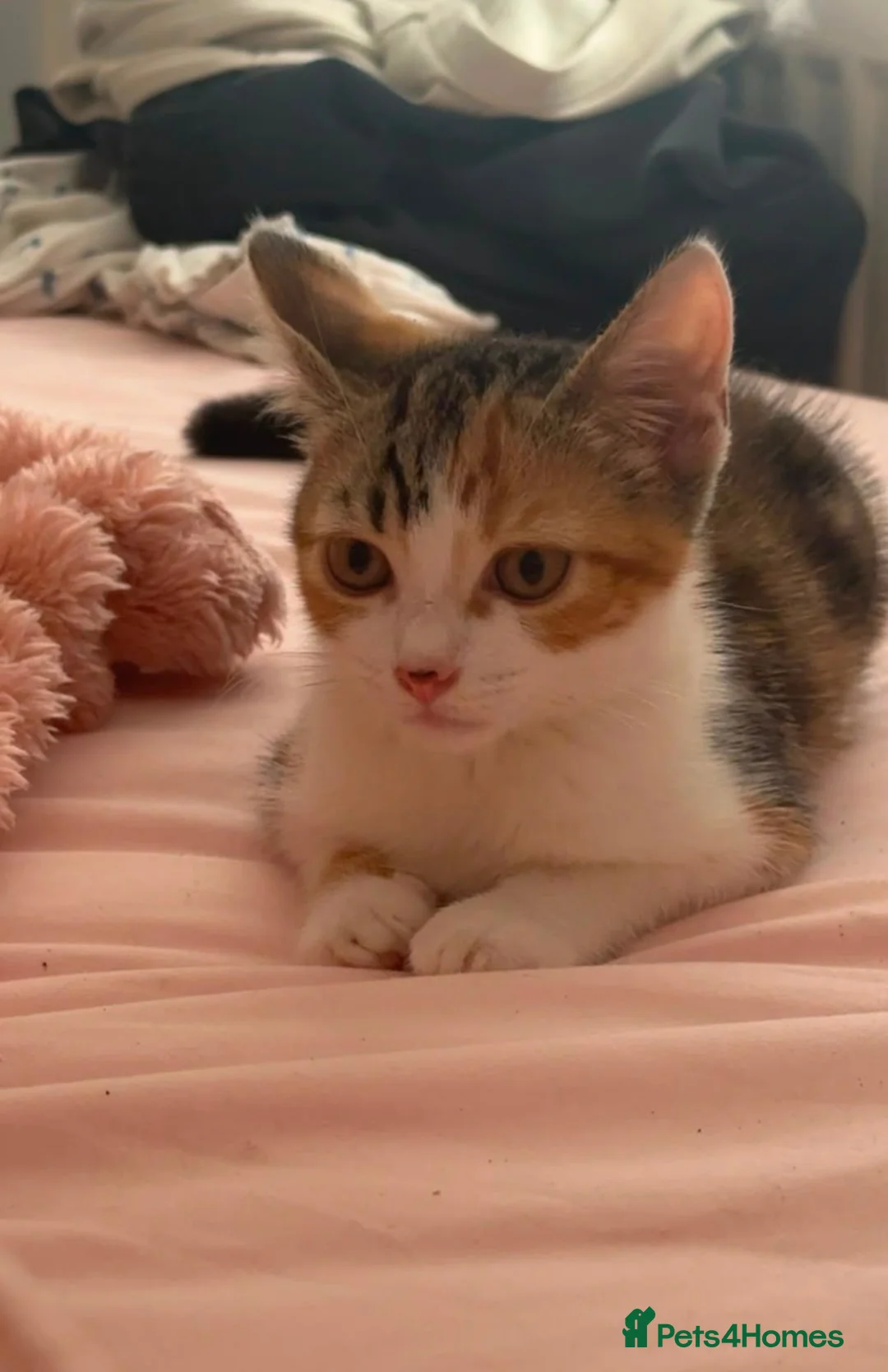 Mixed Breed cats for sale: Mixed Russian and bengal kittens  - Advert 11