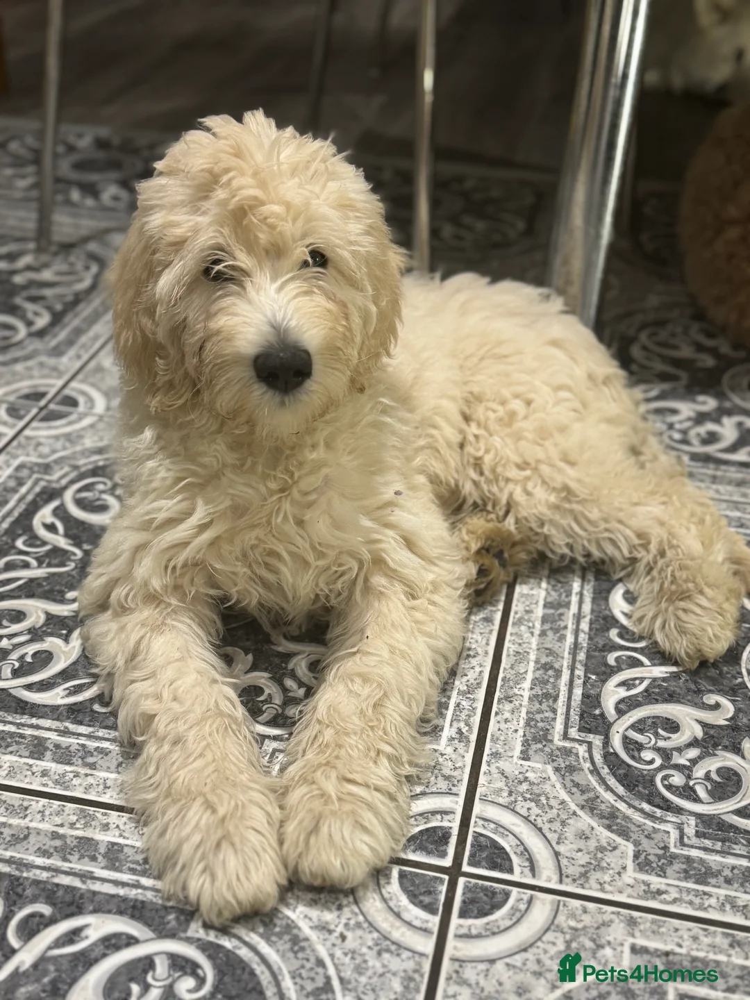 Goldendoodle dogs for sale: Golden doodle F1B stunning puppies  - Advert 18