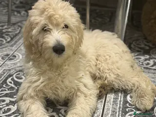 Goldendoodle dogs Golden doodle F1B stunning puppies - Advert 3