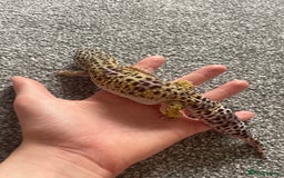 Leopard Gecko reptiles for sale: Leopard gecko - Image 4