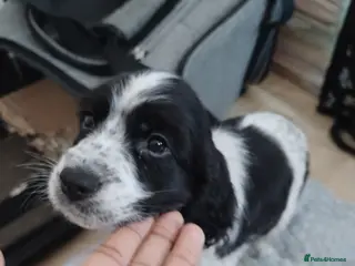 Cocker Spaniel dogs perrito puppy - Advert 1