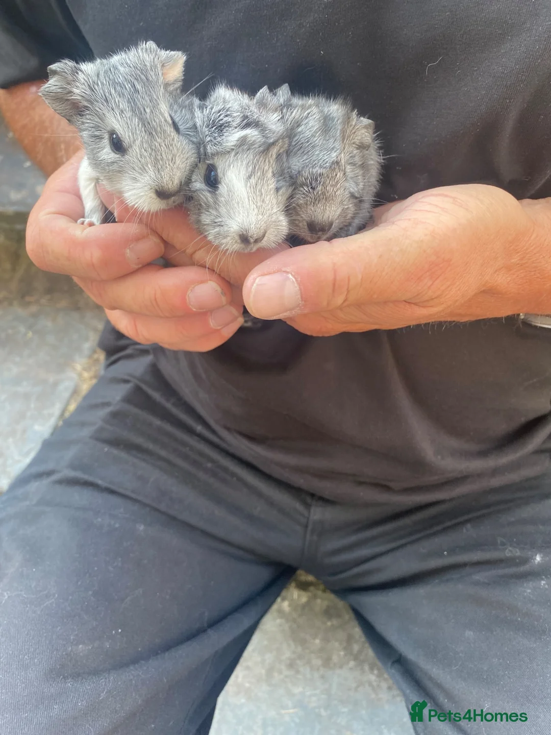 Guinea Pig rodents for sale: Guinea pigs in Crediton - Advert 1