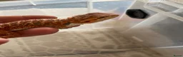 Bearded Dragon reptiles for sale: Red hypo baby bearded dragons  - Advert 14