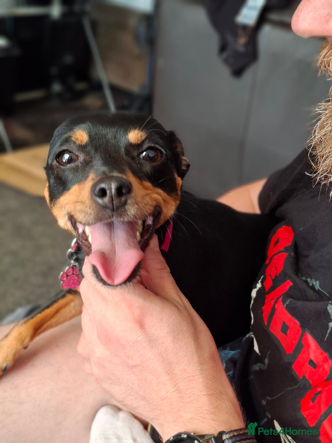 Miniature Pinscher dogs for sale: Lilo, looking for a new home. - Advert 6