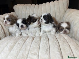 Shih Tzu dogs Imperial Shih Tzu Puppies - Advert 4