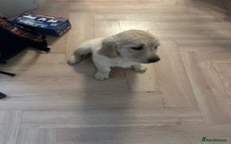 Golden Retriever dogs for sale: Golden retriver female 8 weeks - Image 3