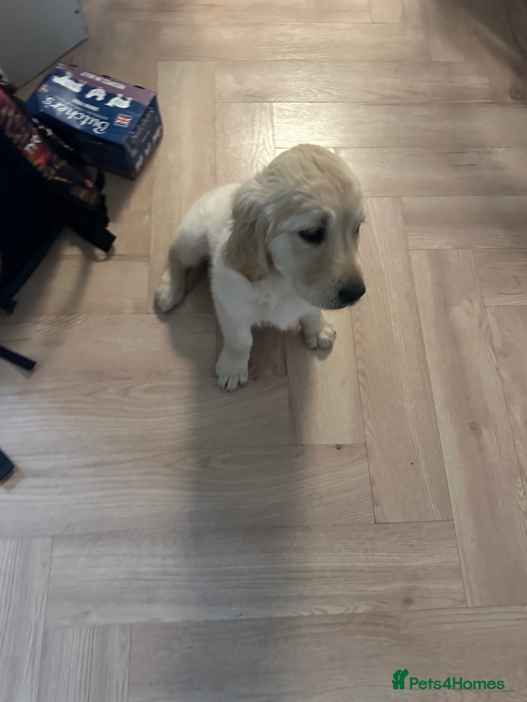 Golden Retriever dogs for sale: Golden retriver female 8 weeks - Image 3