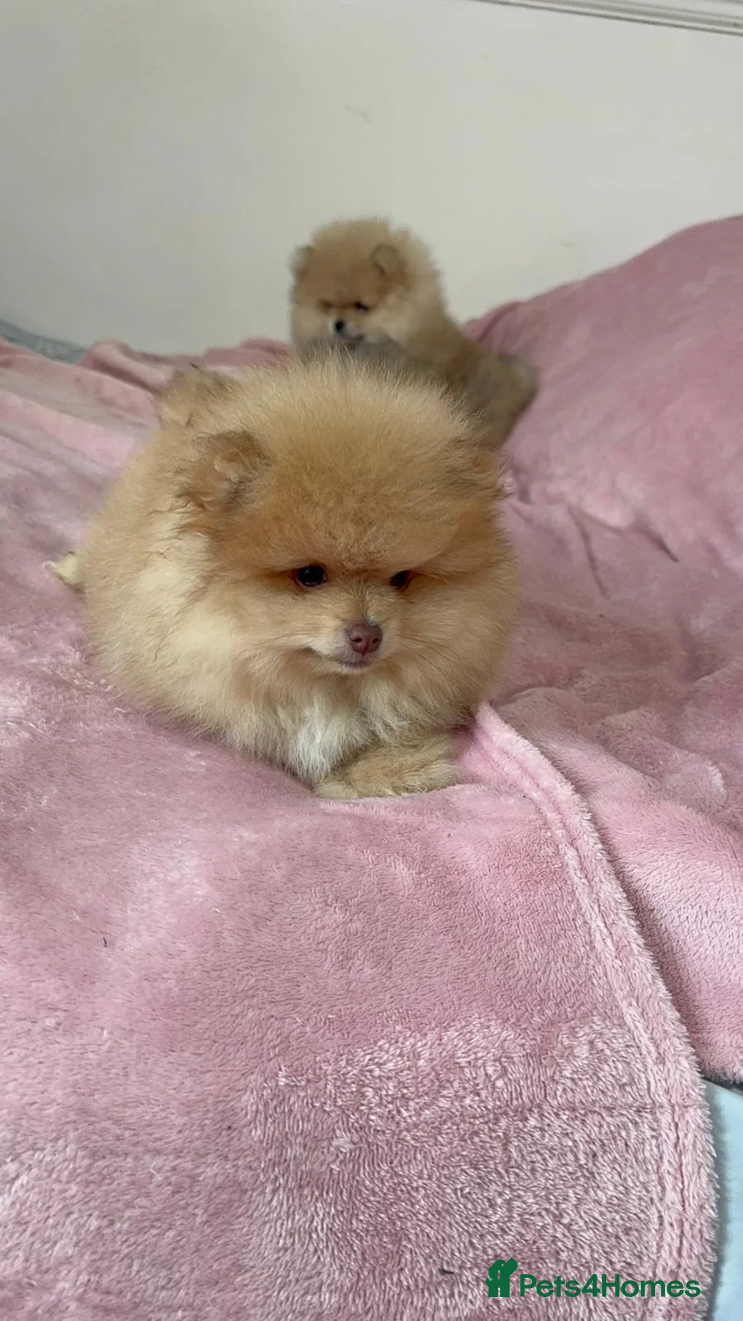 Pomeranian dogs for sale: Ready to go Excellent Pomeranian - Advert 29