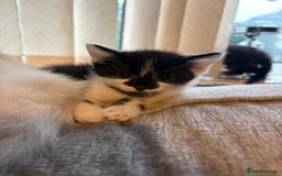 Mixed Breed cats for sale: 4 babies available 2 male 2 female  - Image 4