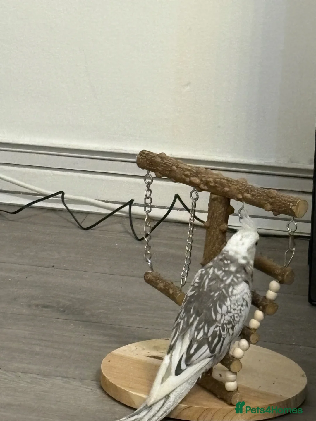 Cockatiels birds for sale: White & Gery  - Advert 3