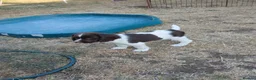 Sprocker dogs for sale: Spaniel puppies  in Melksham - Advert 3